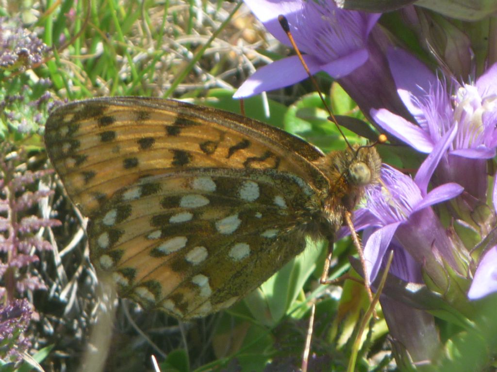 Argynnis aglaja